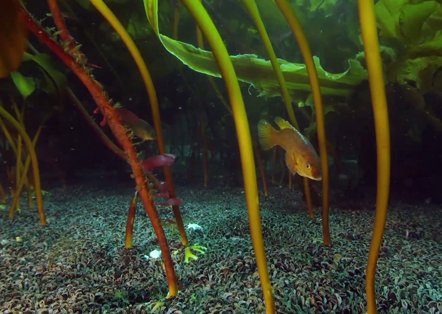 The Cashes Ledge kelp forest is the most productive one in the North Atlantic. Mussels carpet the seafloor. (Witman Lab)