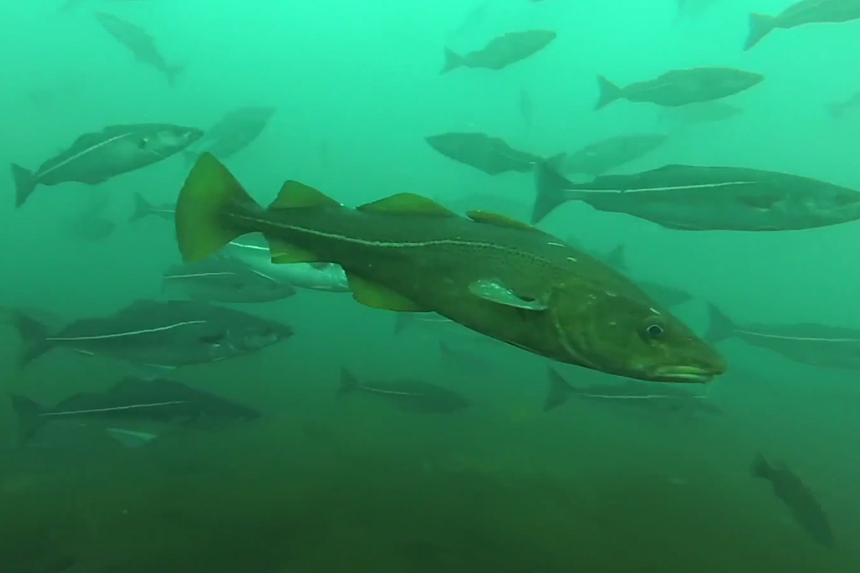 Cashes Ledge is home to a diverse fish population. (Witman Lab)