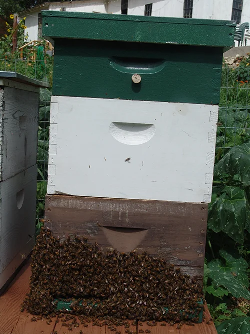 Bees pollinate 71 of the 100 most common food crops in the world. (ecoRI News)