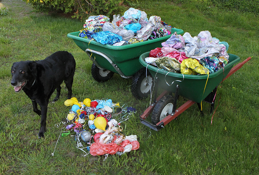 During a single day in May, Little Compton, R.I., resident Geoff Dennis collected 282 balloons on the local beaches he regularly walks. (Courtesy photo)