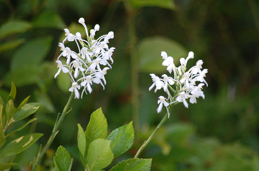 There are 40 kinds of orchids in Rhode Island, including white fringed bog orchids, and 34 are on the stateâ€™s list of rare species. (Todd McLeish/ecoRI News photos)