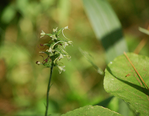Small green woodland orchid.