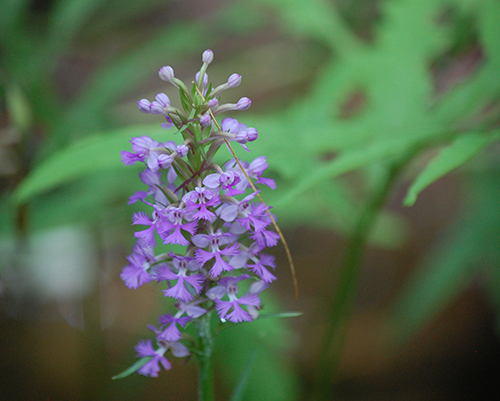 Lesser purple fringed orchid.