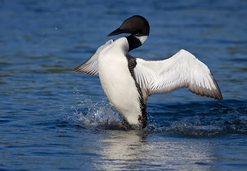 An estimated 531 common loons were killed either through direct or indirect effects of the barge oil spill. (istock)