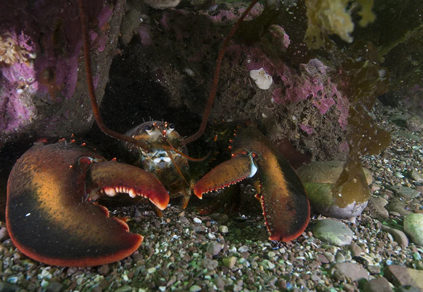 Spiny lobsters in the Caribbean use the Earth’s magnetic field to orient themselves and to figure out where to go, so it has been postulated that American lobsters may have a similar ability to detect electromagnetic fields. (istock)