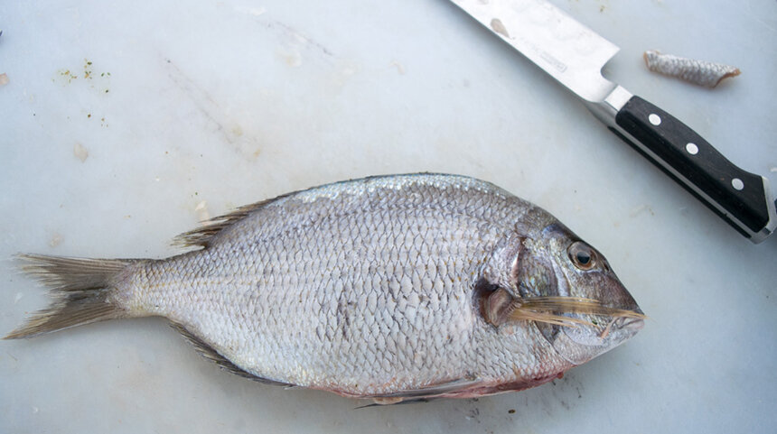 Scup is an abundant species in southern New England, although much of the local catch isnâ€™t eaten here. (Kate Masury/Eating with the Ecosystem)