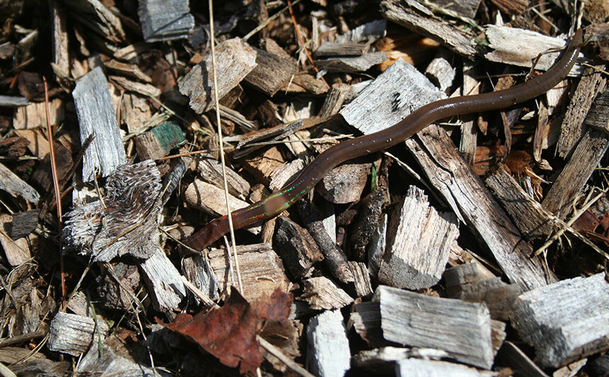 Snake worms look similar to the regionâ€™s more common earthworms, but their behavior easily identifies them. (Josef Gorres)