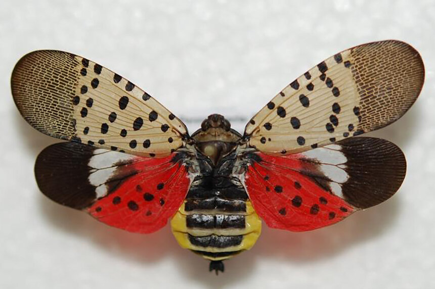 Hailing from Asia, the spotted lanternfly made its first documented U.S. appearance five years ago. It has since been found in Connecticut and Massachusetts. (Lawrence Barringer/Pennsylvania Department of Agriculture)