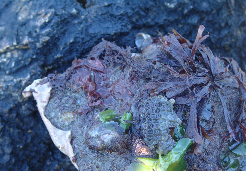 Northern star coral is found in the waters along the Rhode Island coastline. In this photo, the northern star coral is attached to a rock and near green alga, commonly called sea lettuce, and red alga. (ecoRI News)