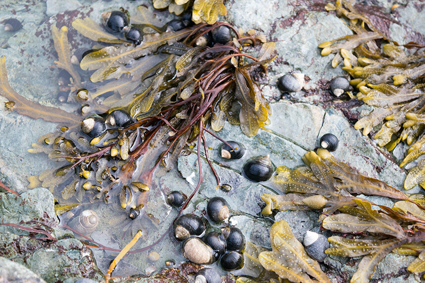 Periwinkles that are harvested locally are typically exported to Asia. (Kate Masury/Eating with the Ecosystem)