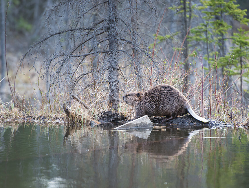 Beavers Continue Their Rhode Island — ecoRI News