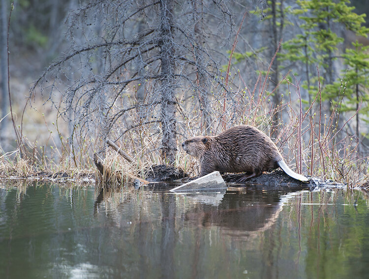 Beaver, photo istock