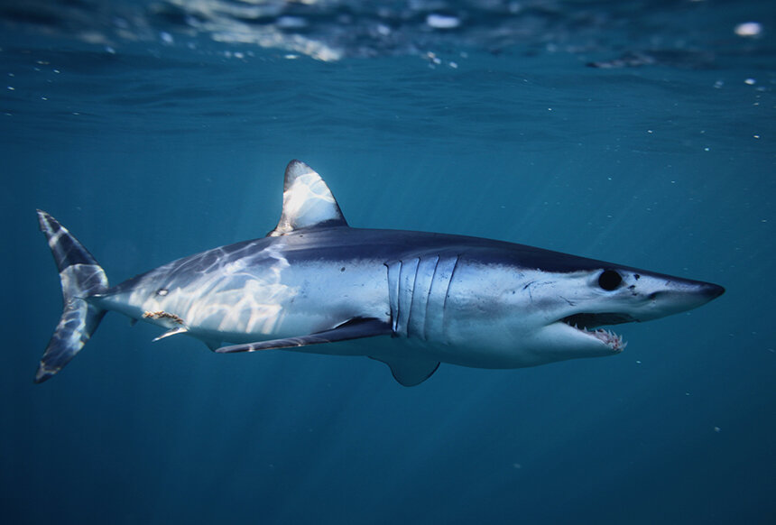 Mako Shark Populations Take Half Century To Recover From Overfishing And Bycatch Kills Ecori News