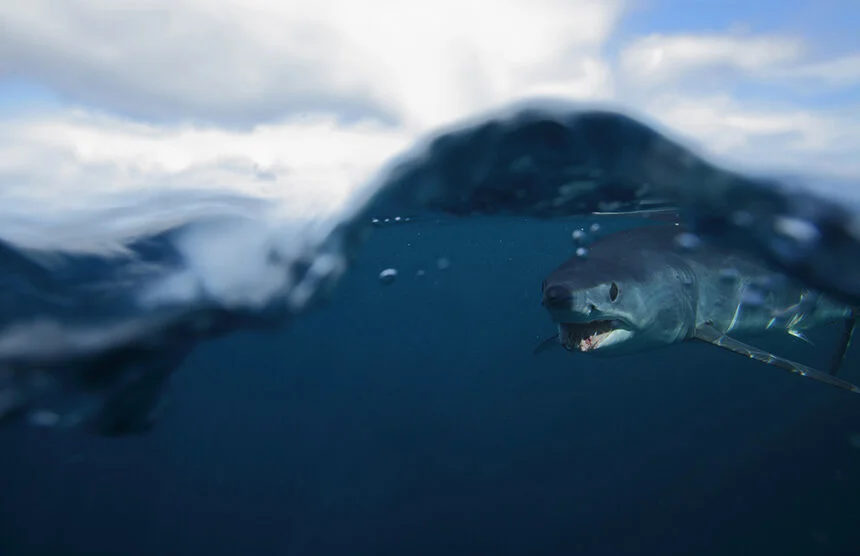 Mako Shark Populations Take HalfCentury to Recover from Overfishing and Bycatch Kills — ecoRI News