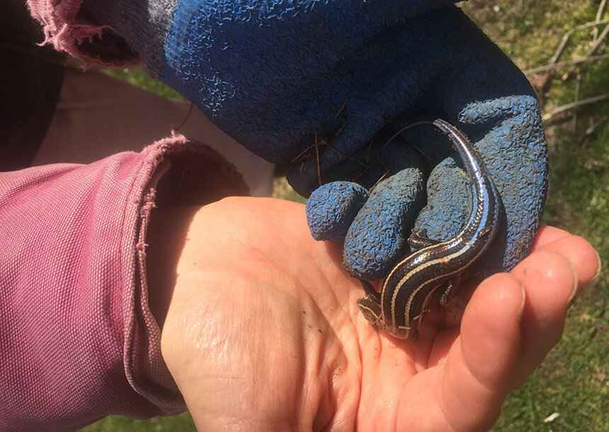 Environmental scientist Emilie Holland recently found the Ocean State’s first documented lizard, a five-lined skink. (Courtesy photo)