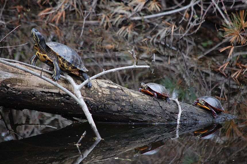 A non-native red-eared slider, front, shares a Blackstone River log with two eastern painted turtles. (Todd McLeish/ecoRI News)