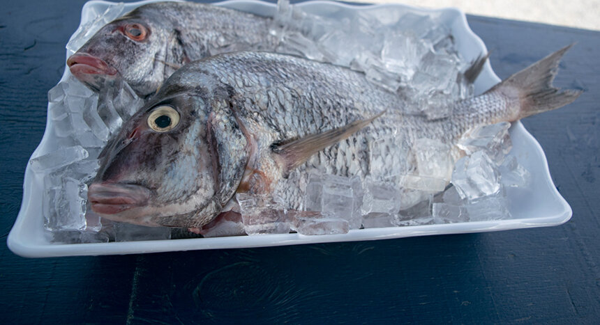 Commercial fishermen and chefs are working on a plan to make scup, a small fish found in abundant numbers in local waters, more desirable to consumers. (Eating with the Ecosystem)