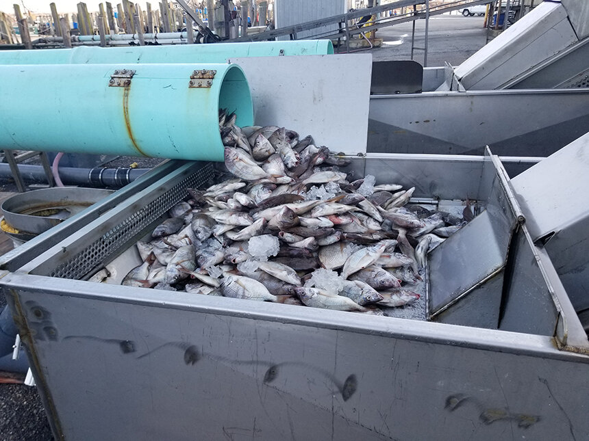 The Pier Fish Co., a seafood processor in New Bedford, Mass., is working with the project to create scup fillets. (CFRF)