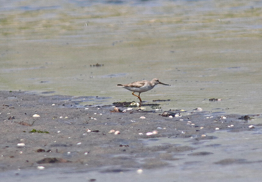 The super-rare Terek sandpiper, to Rhode Island anyway, was spotted in late June hanging out at the end of Napatree Point by avid birder Jan St. Jean. (Carlos Pedro photos)