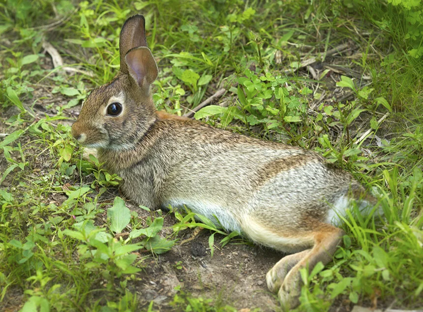 Deadly Rabbit Disease Threatens Rare Cottontails Ecori News