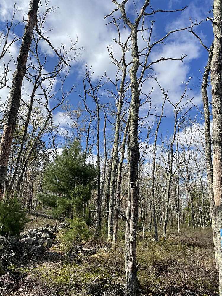 Most of the oak trees at the Francis C. Carter Preserve in Charlestown are dead, after a severe gypsy moth infestation caused defoliation over several years. (Cynthia Drummond/for ecoRI News)