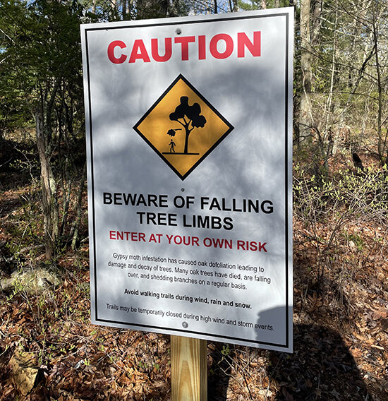 A sign at the trailhead of the Francis C. Carter Preserve warns hikers of the danger of limbs falling from dead trees. (Cynthia Drummond/for ecoRI News)