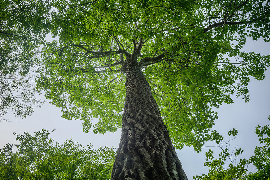 In Rhode Island, about 45,000 acres of mature forest have been killed, and it’s unclear how the loss of an important tree species will impact forest ecosystems. (istock)