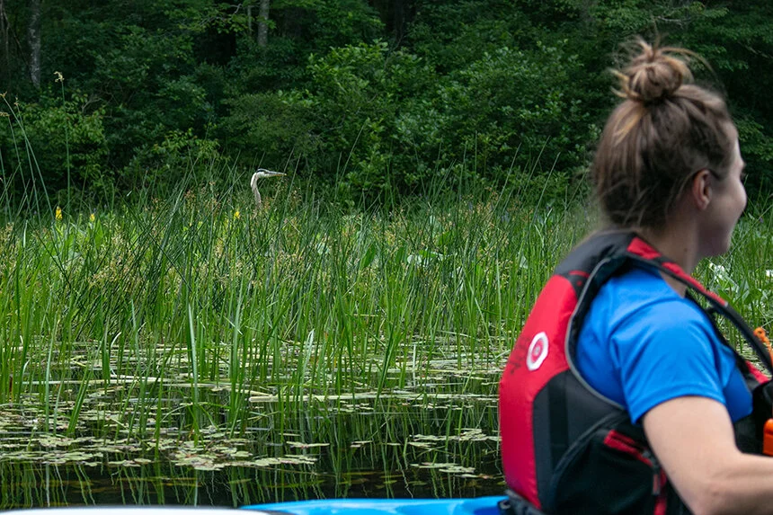 A great blue heron pokes its head above the vegetation at the southern end of Frying Pan Pond.