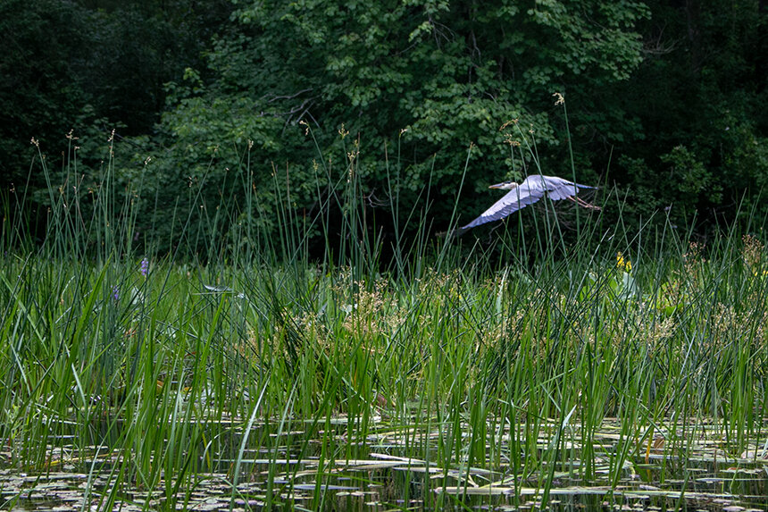 A great blue heron takes flight after carefully keeping an eye on two kayakers.