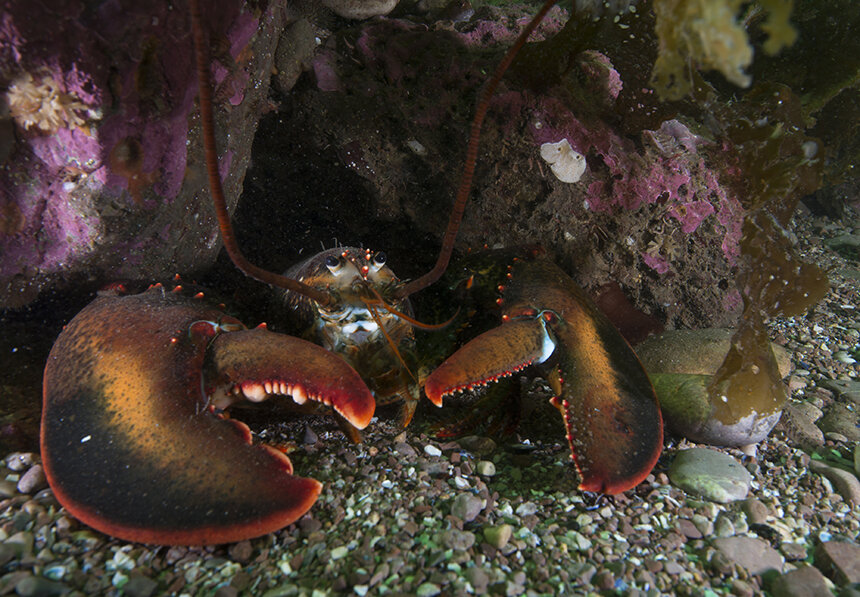 To escape the heat, Rhode Island lobsters are moving northward and into deeper waters to keep cool. (istock)