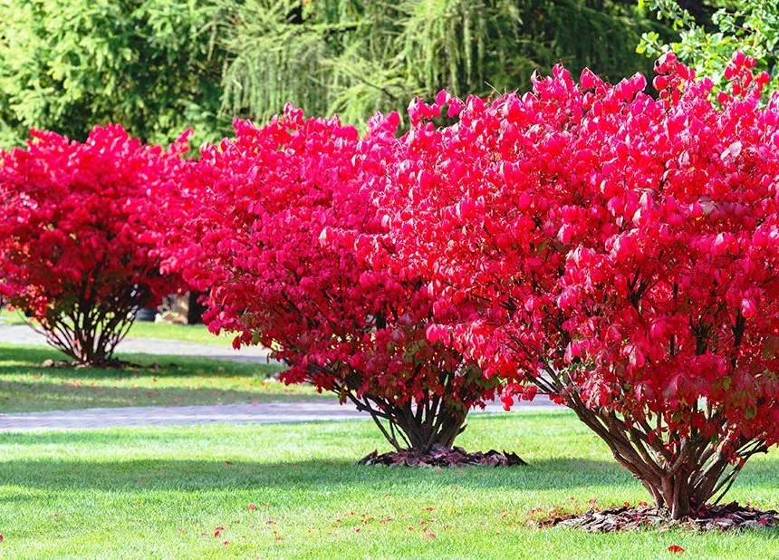 Invasive Plants Have Rhode Island's Native Life in