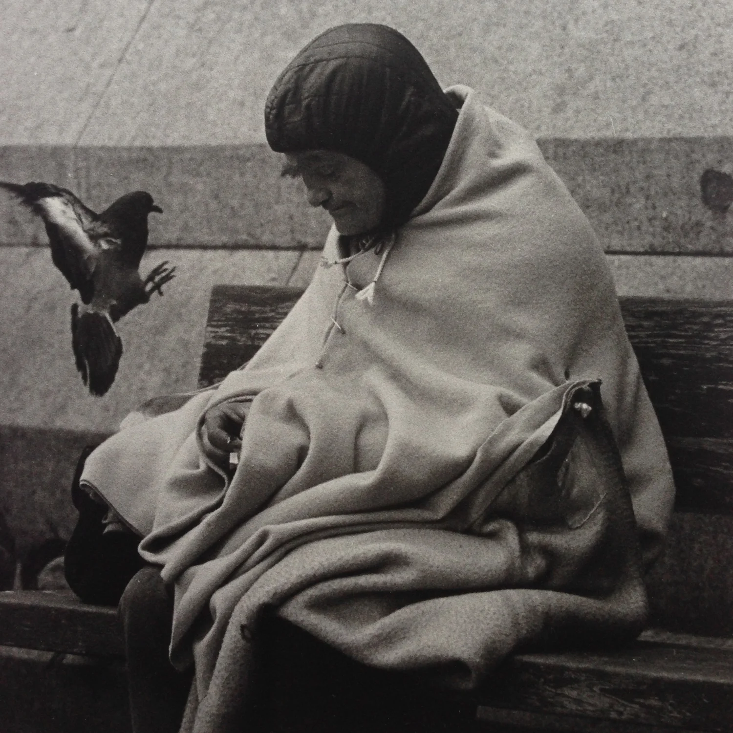 PIGEON.jpg