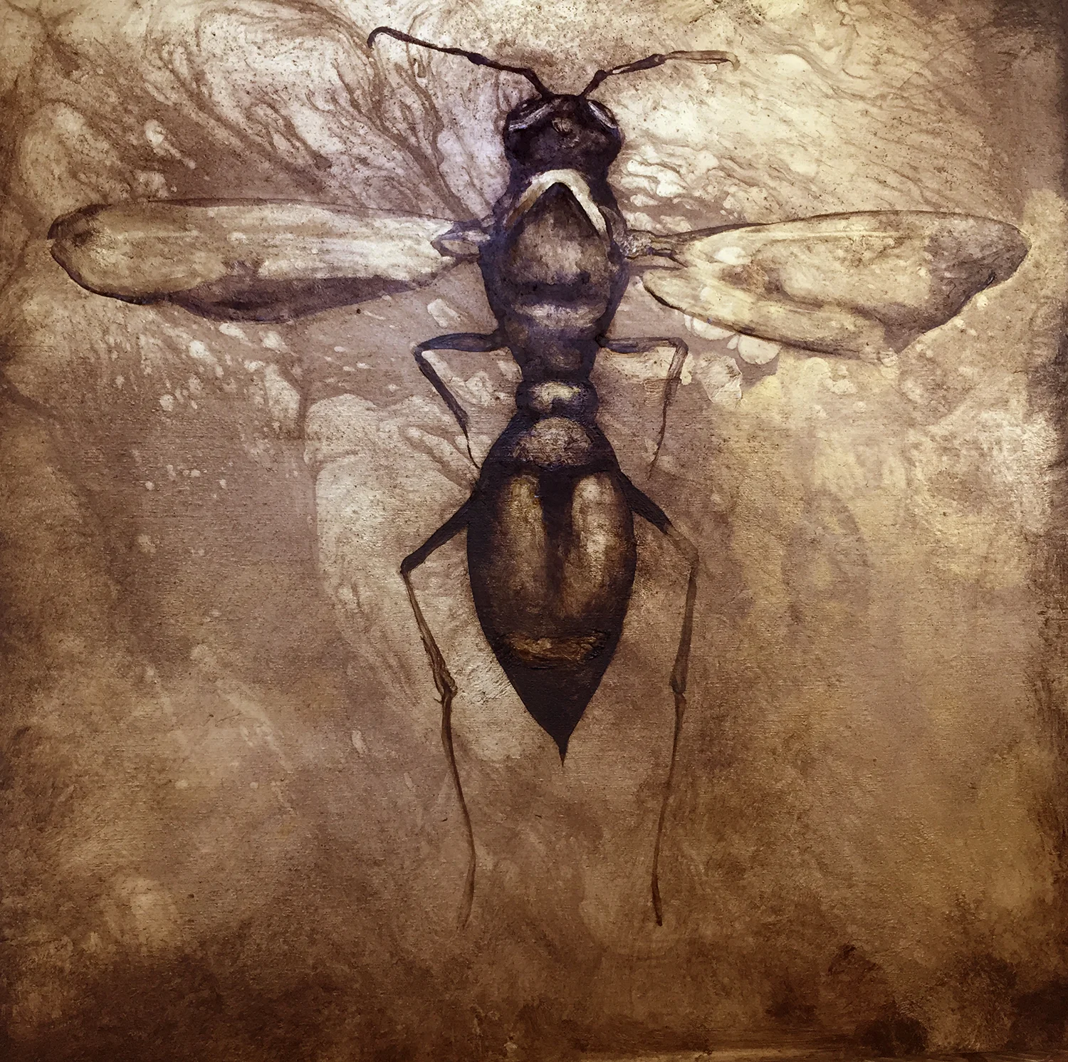 paper wasp.jpg