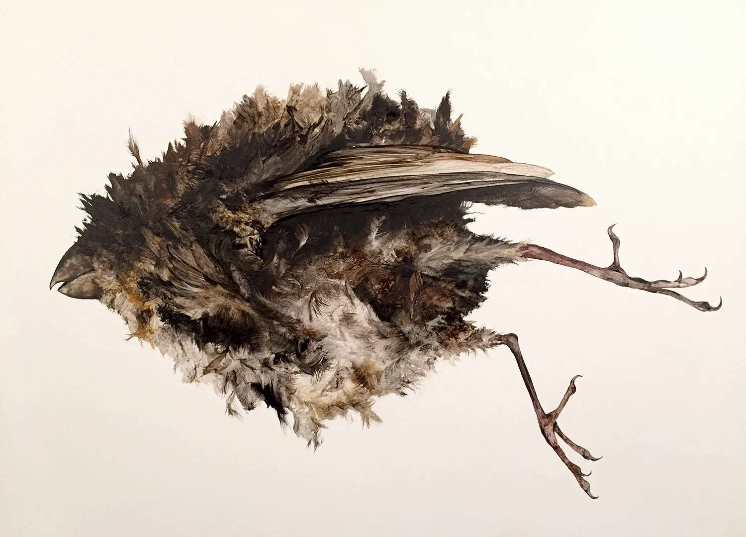 bird-drybrush.mm.com.jpg