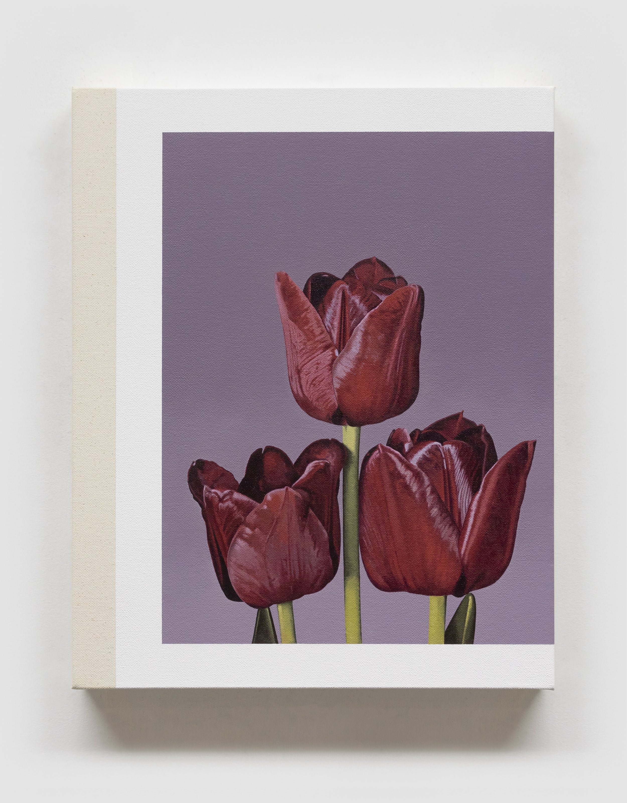 La Tulipe Noire, Darwin, Spring, variant 1 (Biblio. TCDFPHG, 1969)  
