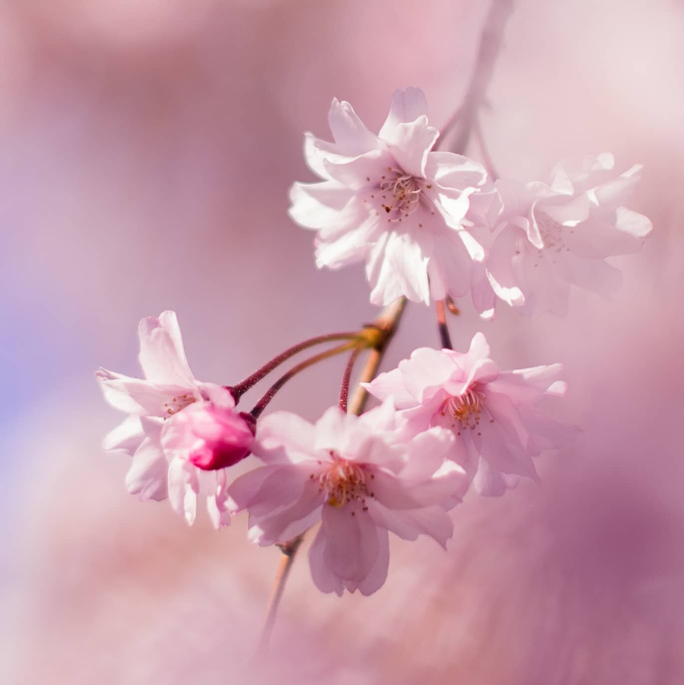 I welcome the spring.
I welcome change.
The New Normal 
has shaken us all.
We can get through it together.
Reach out and find the calm.
We are here to live.
.
.
.
.
.
.
(Taken outside my house, let's stay inside 😘) #outdoorphotography #blossoms #sig