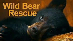 bear rescue.jpeg