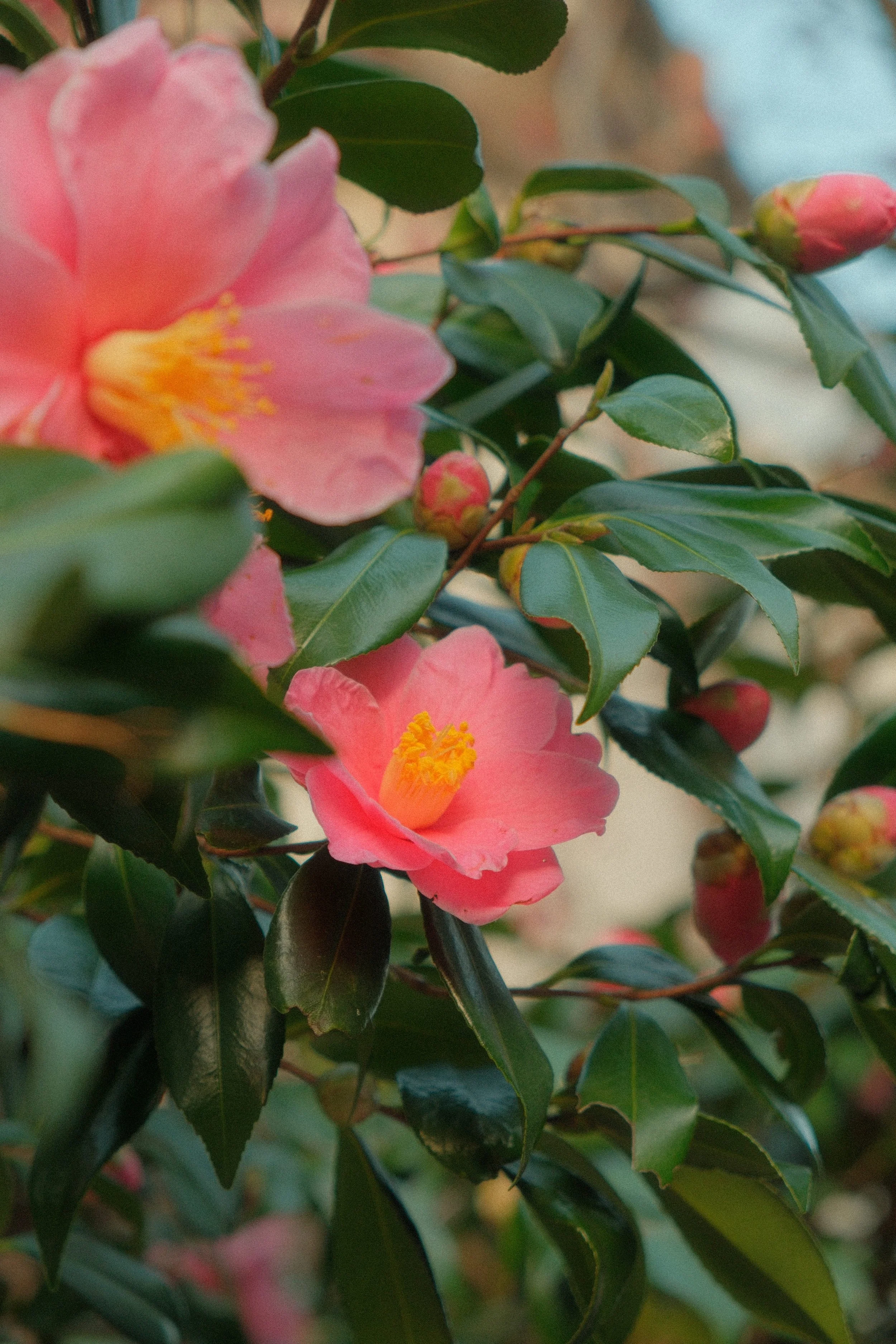 Pink camellia flowers with yellow centers and dark green glossy leaves.