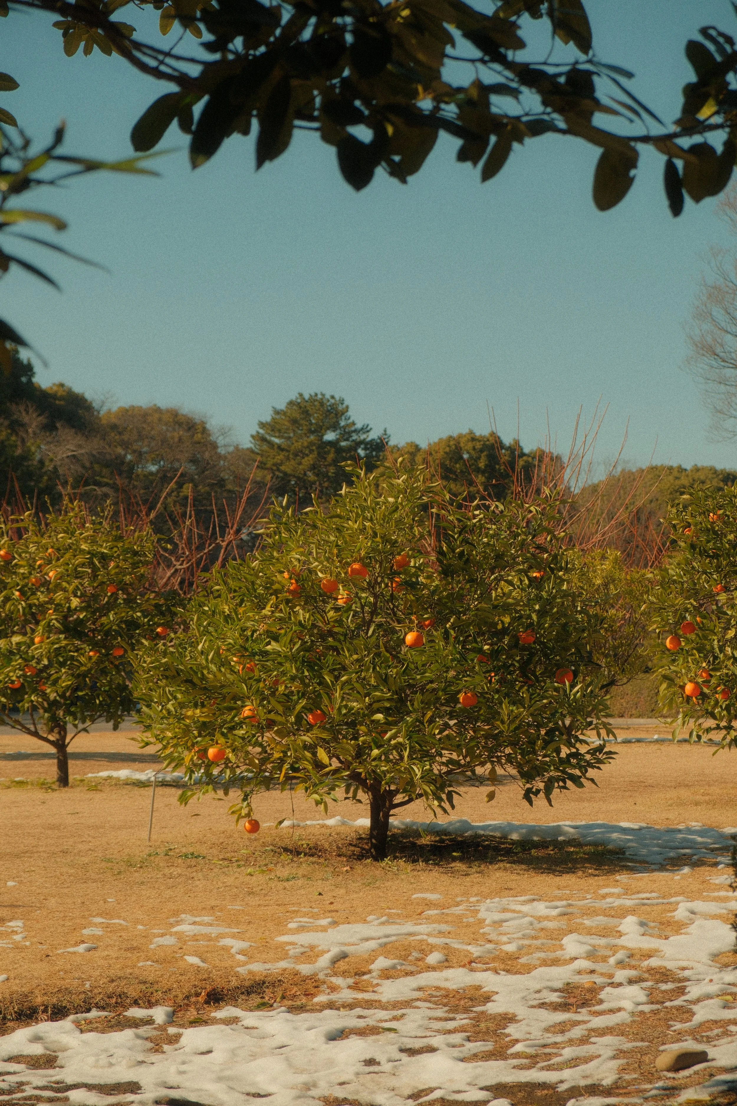 Orange grove with fruit trees and patches of snow on the ground under a clear sky.