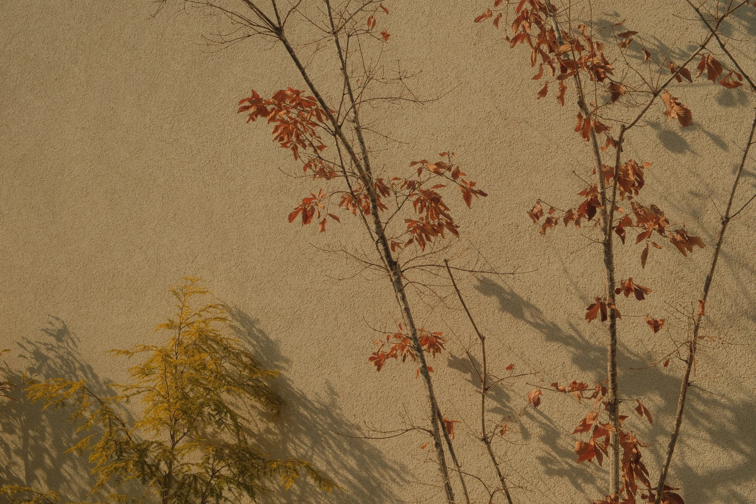 Two small trees with reddish-orange and yellow leaves cast shadows on a beige wall.