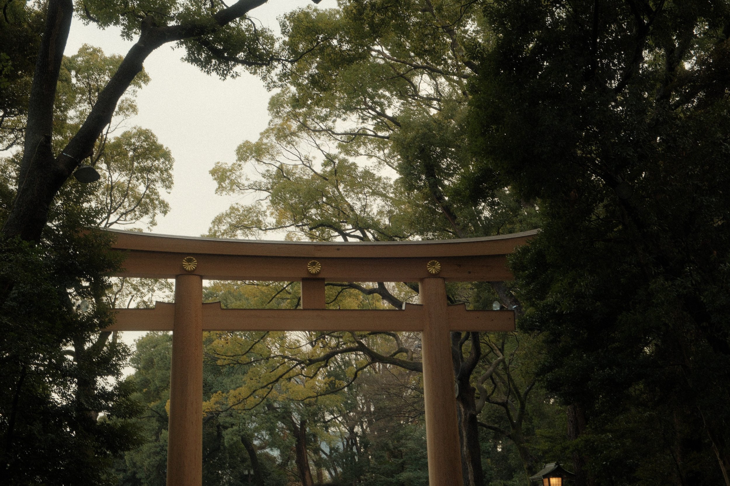 Traditional Japanese torii gate surrounded by trees and foliage in a natural setting.