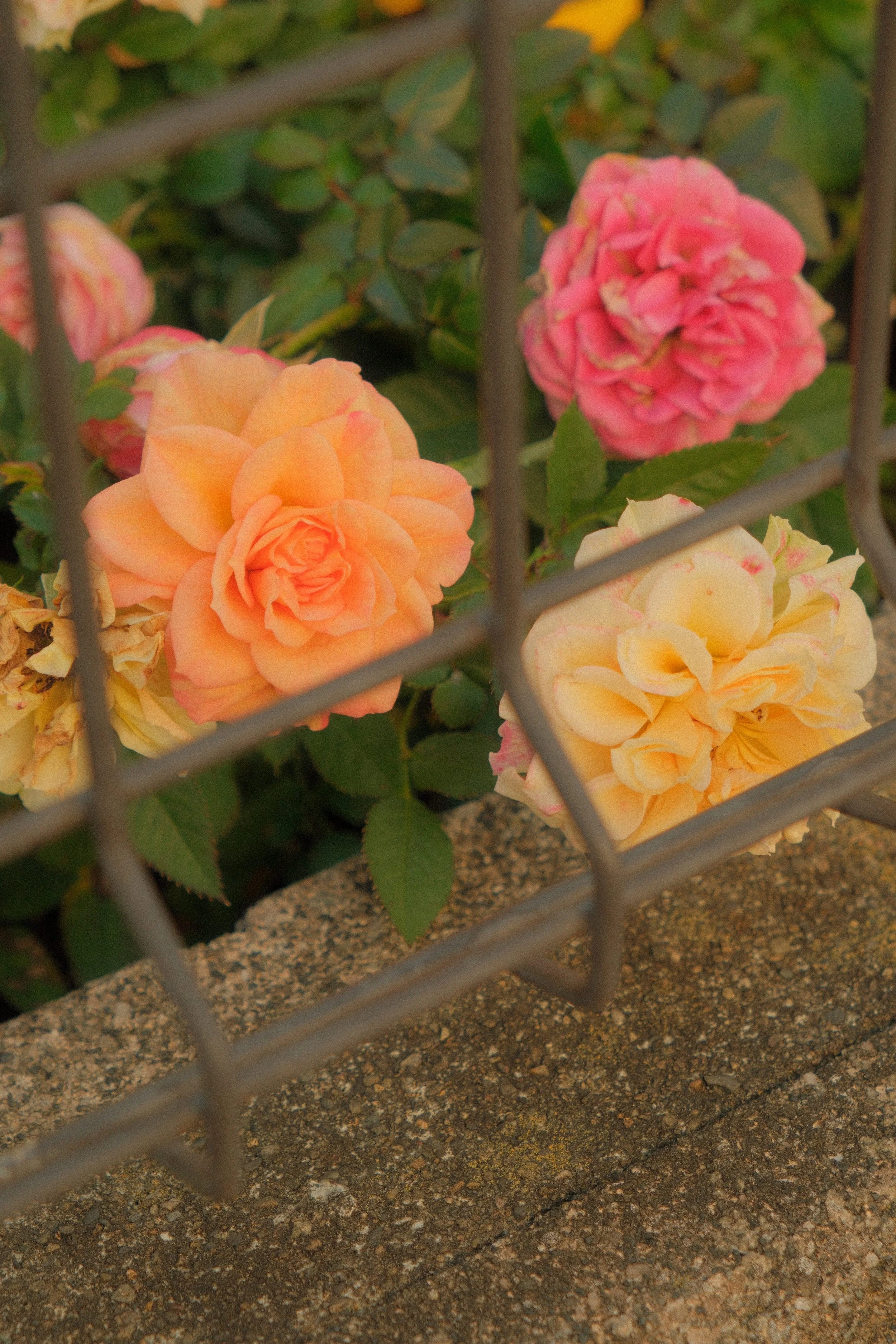 Close-up of peach, yellow, and pink roses behind a gray metal fence on a concrete surface.