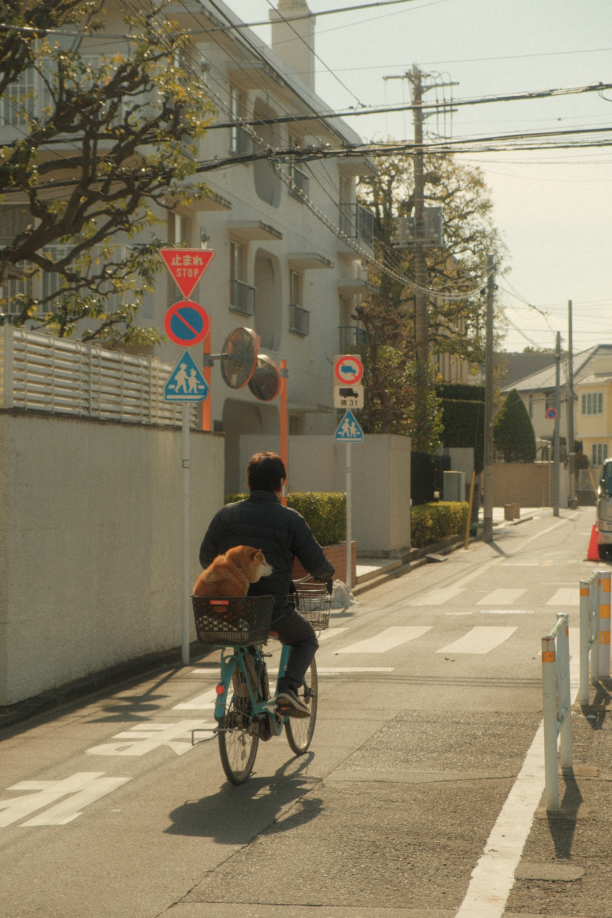 A person riding a bicycle with a dog sitting in the rear basket on a city sidewalk, with street signs and trees in the background.