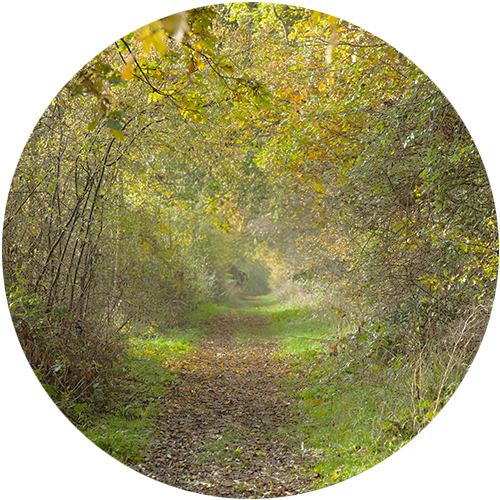 Shamanic Reiki Woodland Way in Wiltshire
