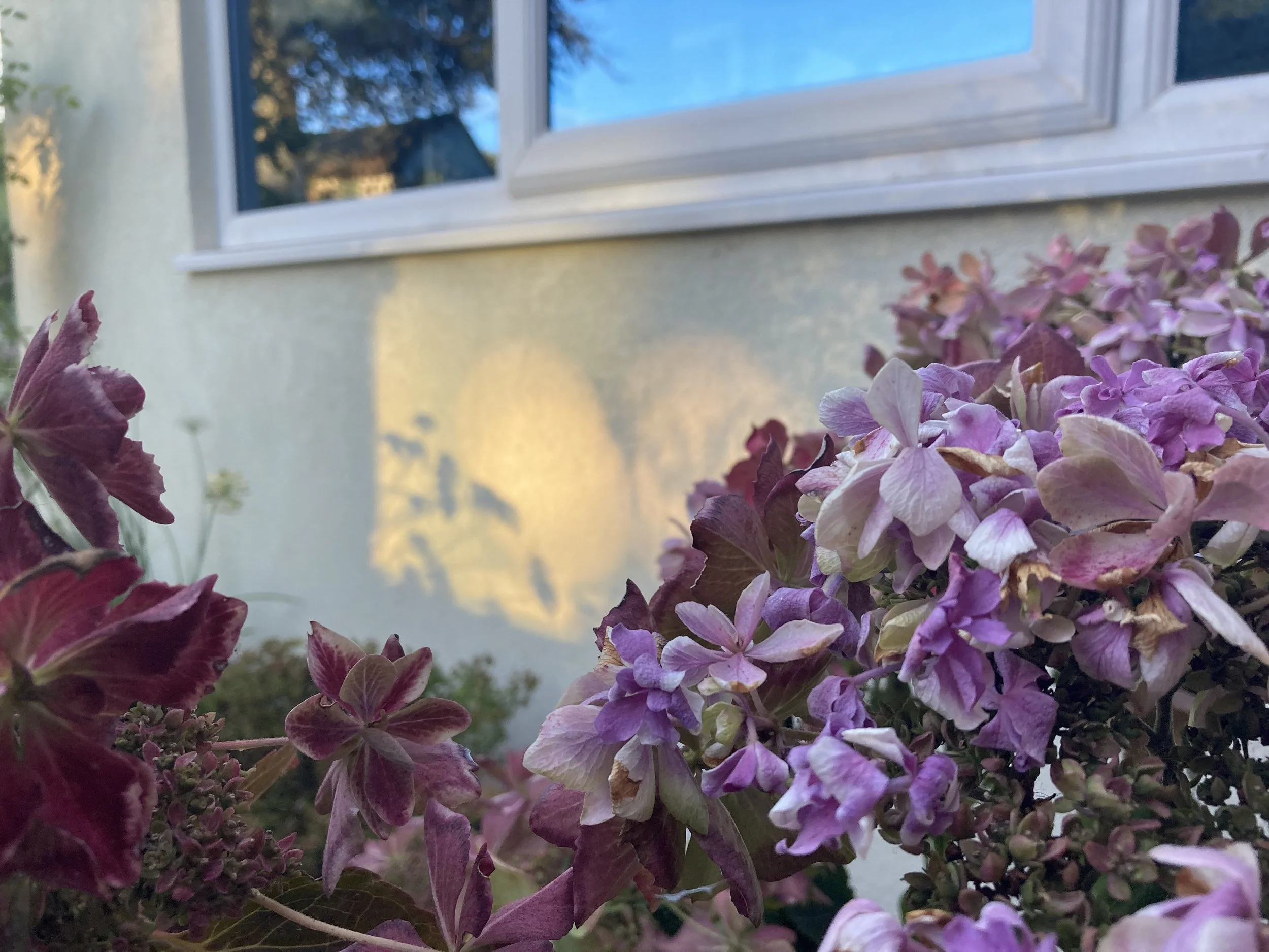 IMG_4397.jpeg