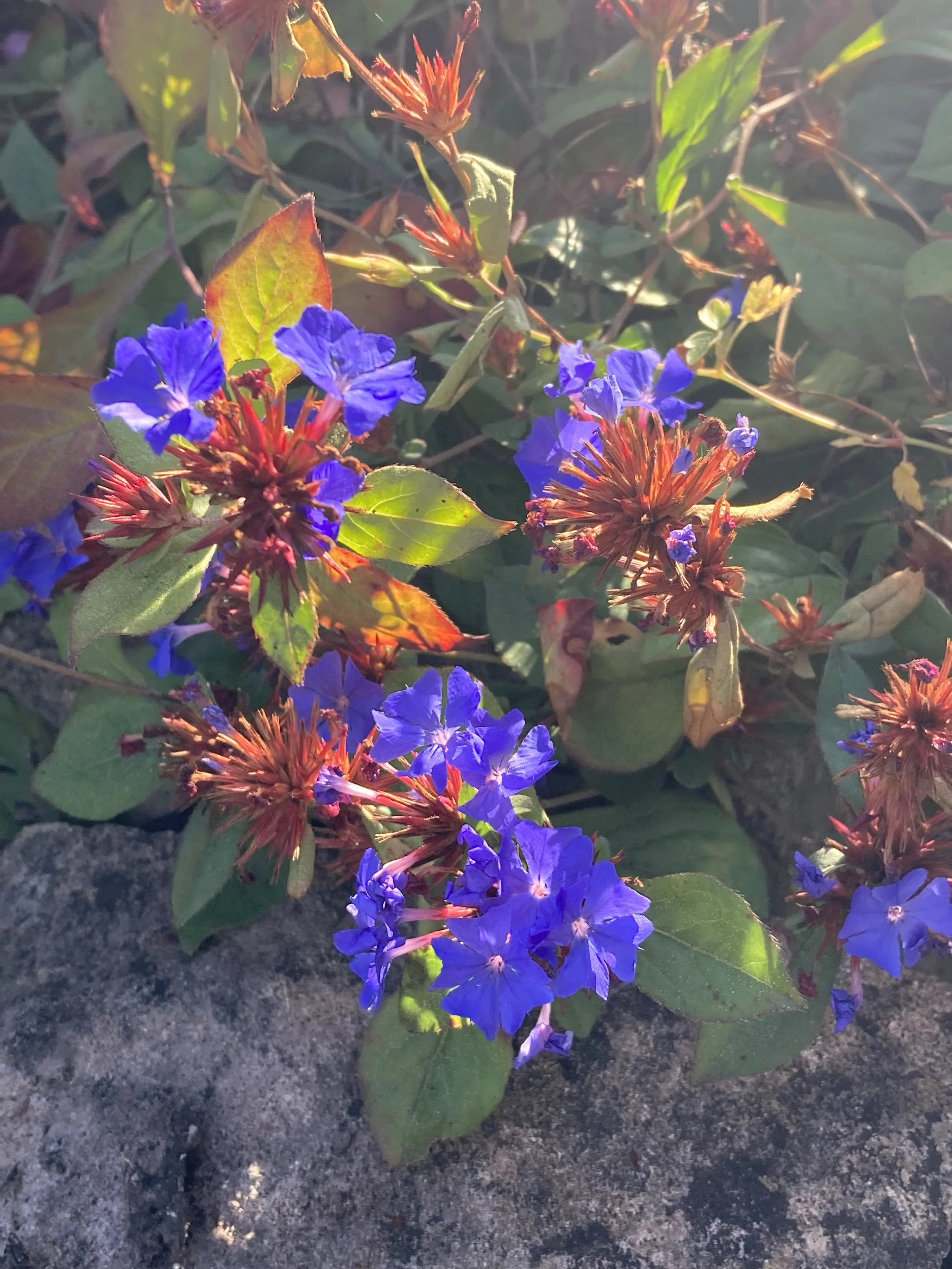 IMG_4390.jpeg