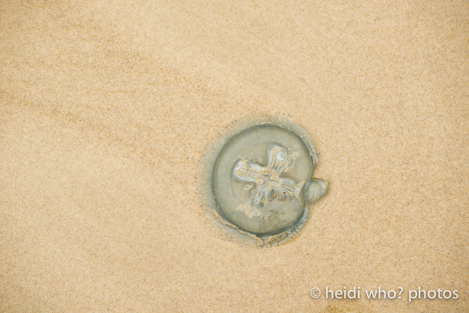 GoldCoast1214-6187.jpg