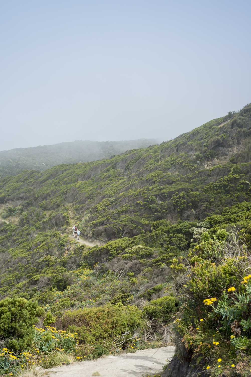 Love the ocean lookout - hate these bushes. Especially when hot. Provides just enough cover for no breeze, but not enough for a view or shade from the sun. 