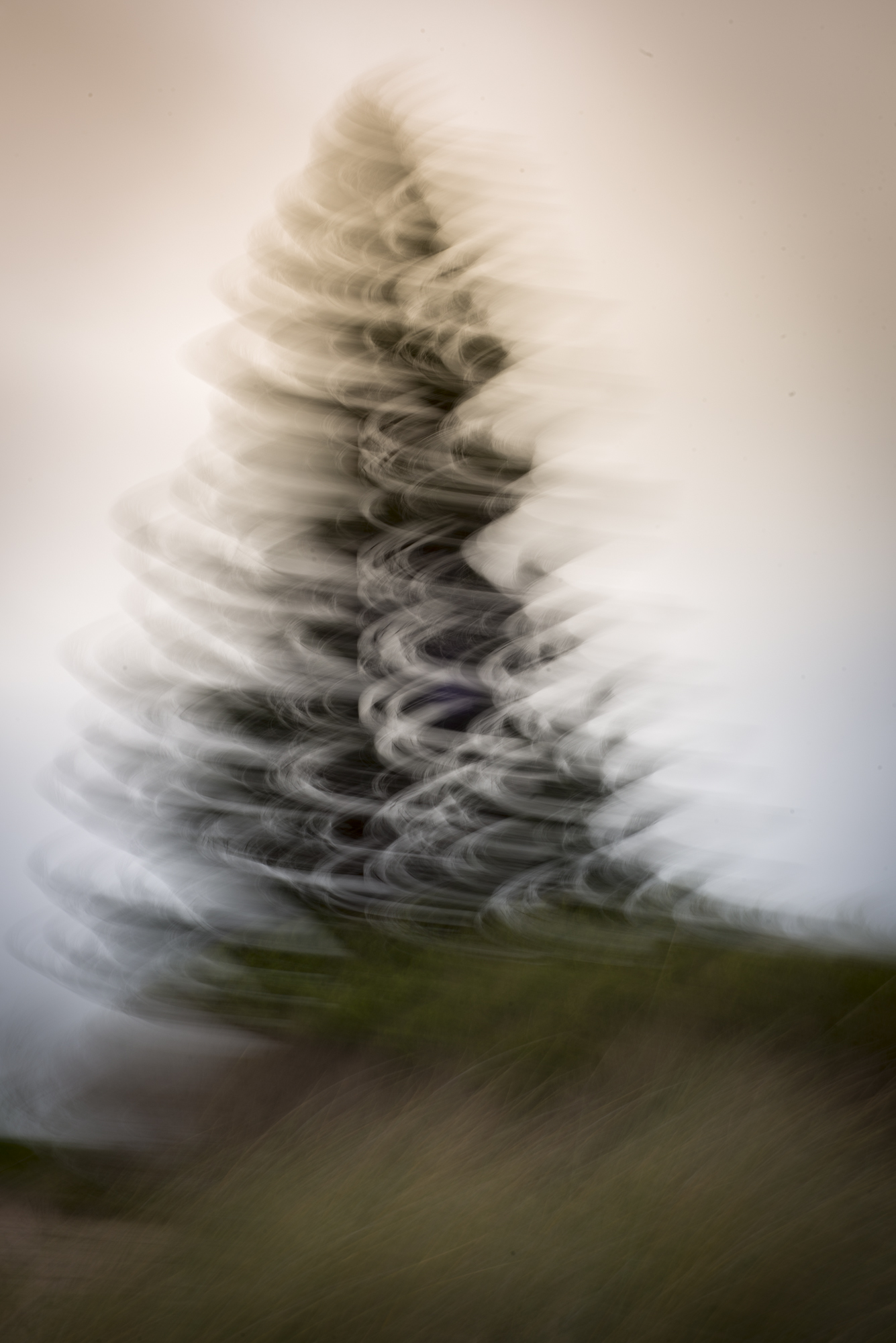 Tree_Blur_Port_Elliot.jpg