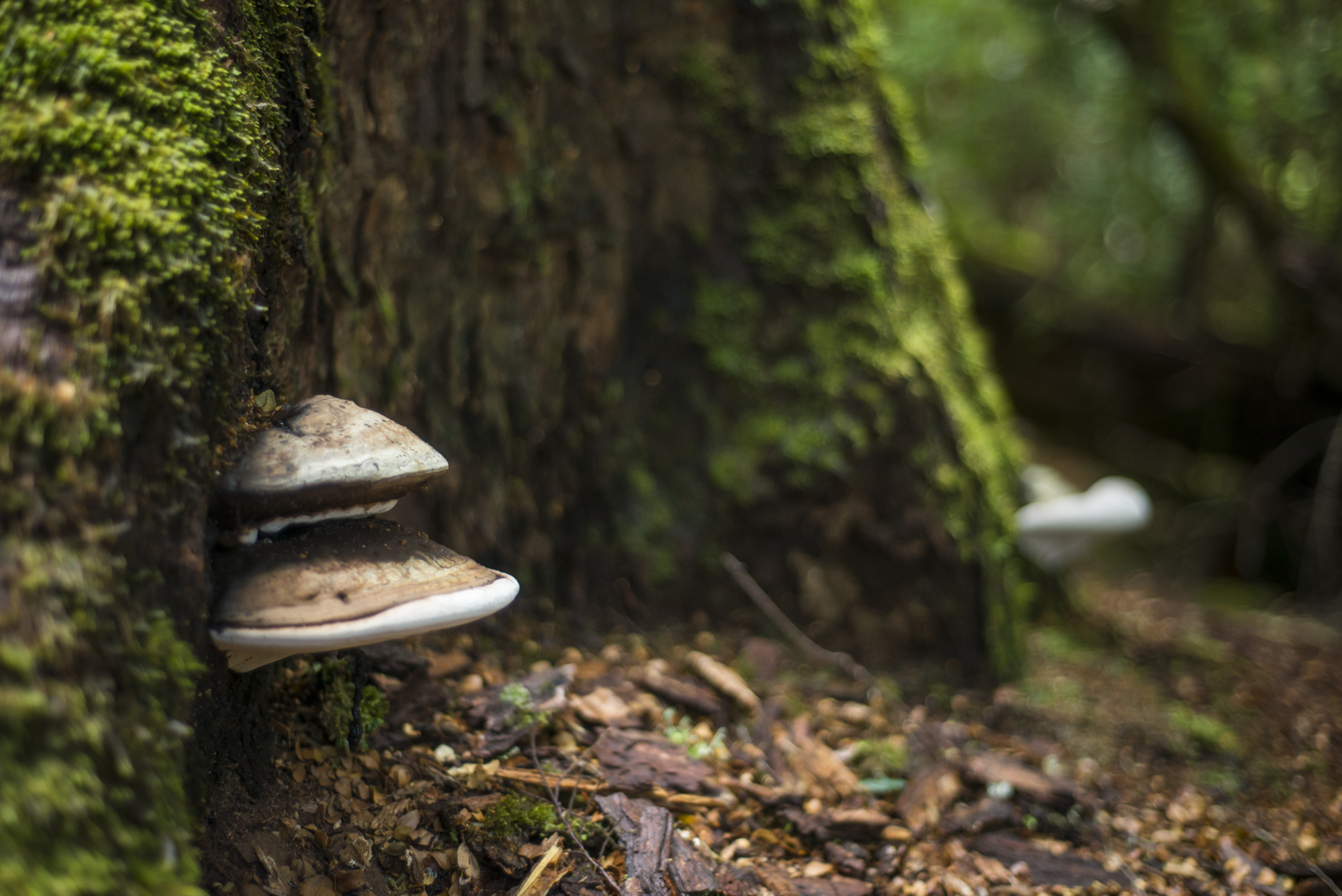 Beautiful Tarkine forest floor.